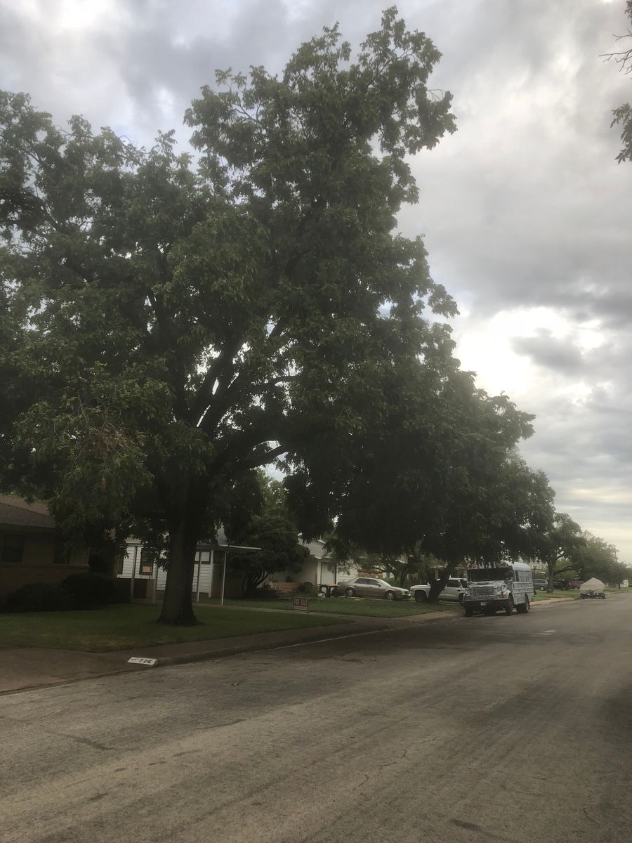 Tree trimming for Elite Horizons in Abilene, TX