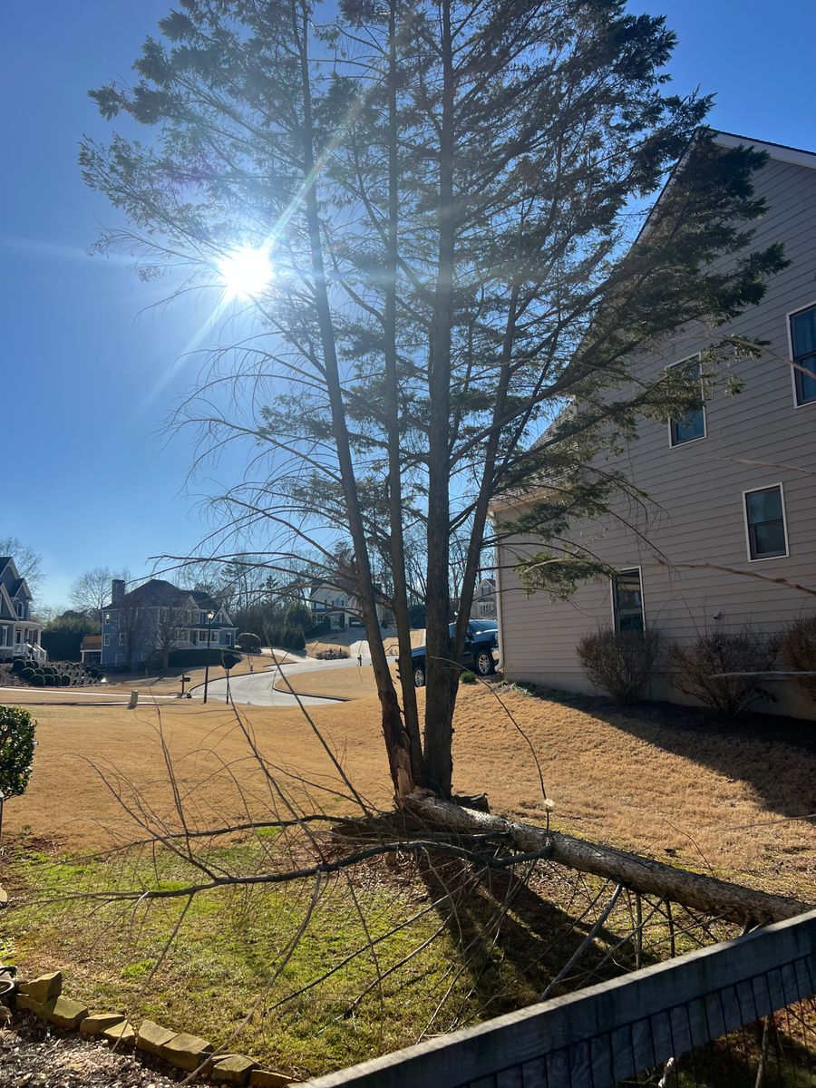 Tree & Shrub Care for Amerigreen Lawn & Landscape in Duluth, GA