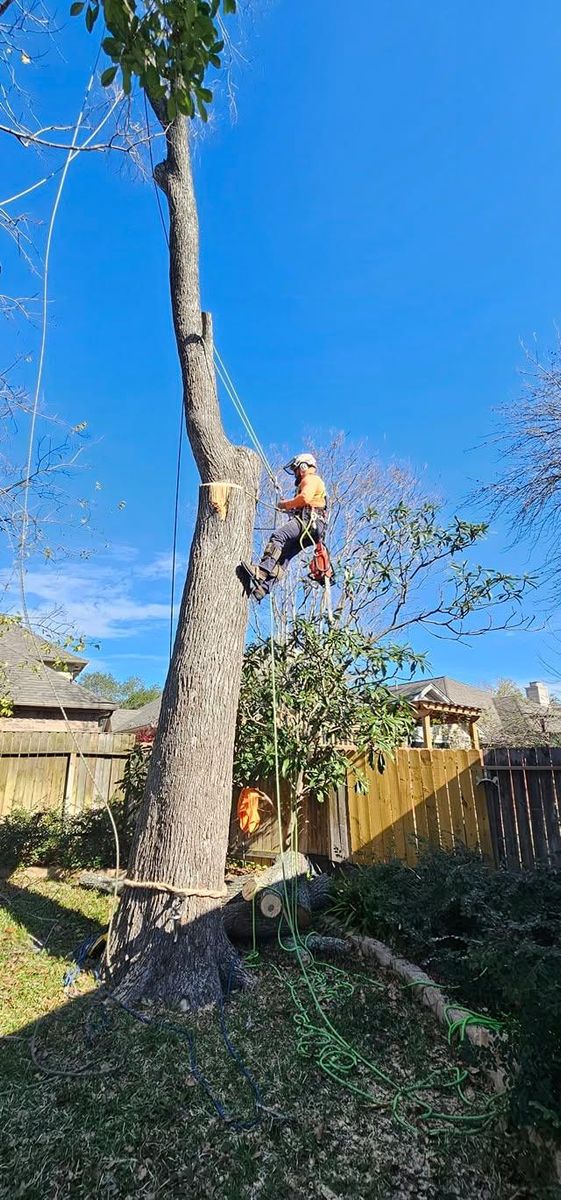 Tree Trimming for Servin's Tree Care  in Houston, TX