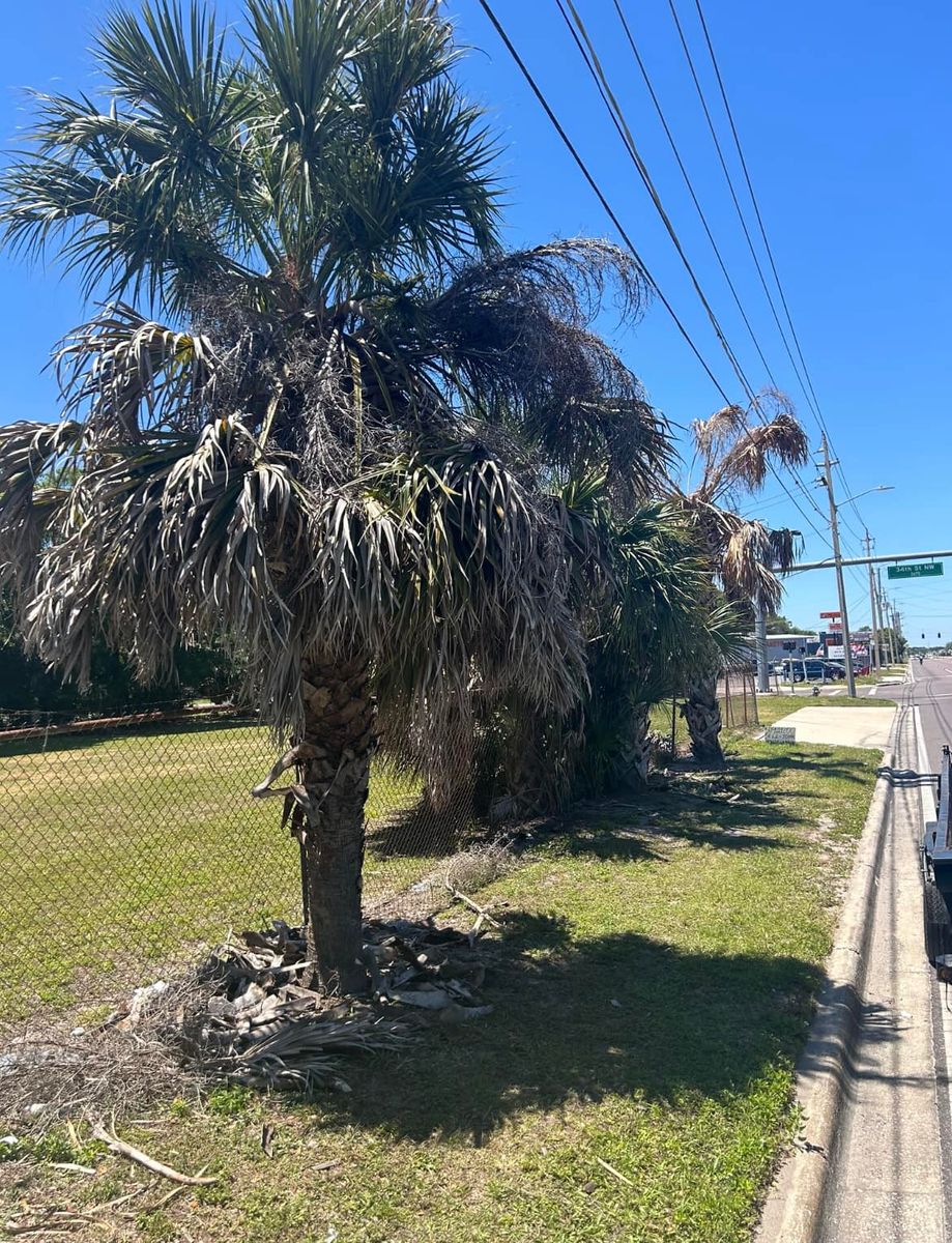 Tree Removal for Chaney’s Environmental Services in Haines City, FL