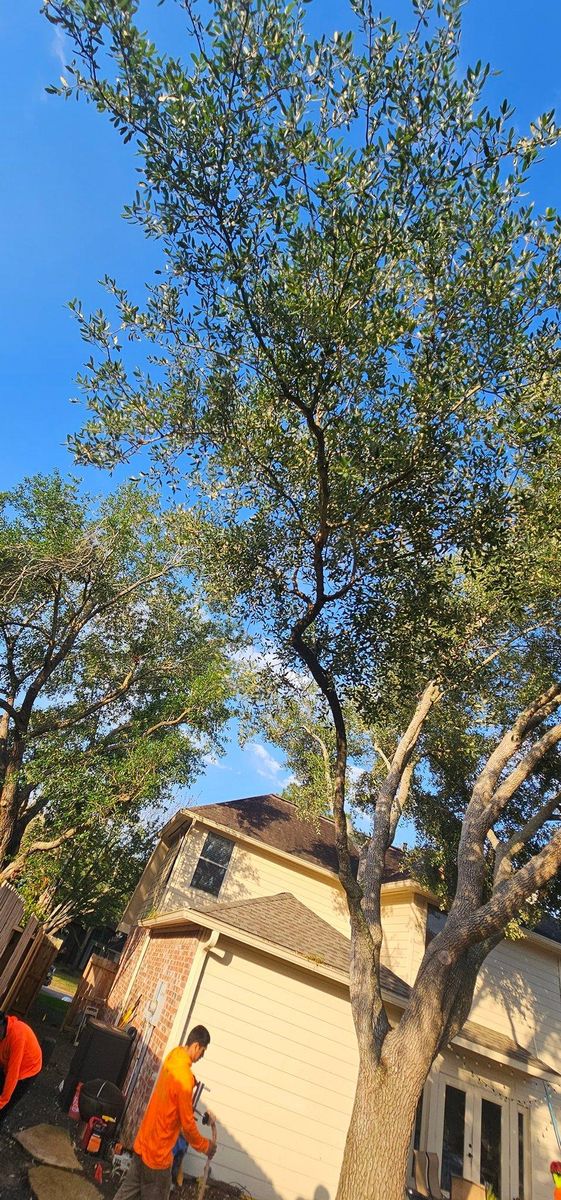 Tree Removal for Servin's Tree Care  in Houston, TX
