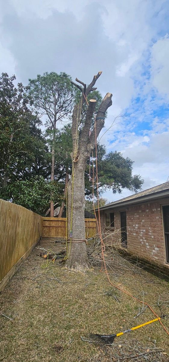 Tree Trimming for Servin's Tree Care  in Houston, TX