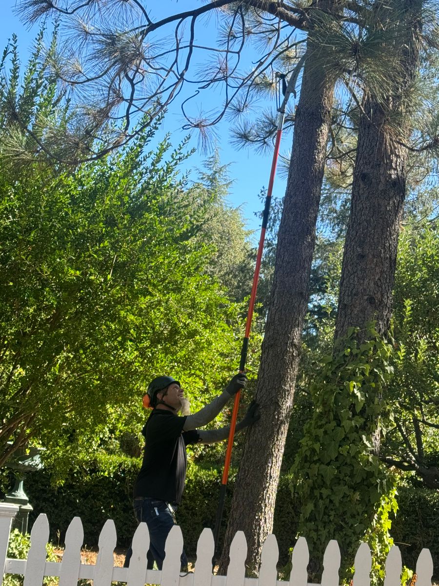 Fruit Tree Pruning for The Tree Fairy in Temecula, CA