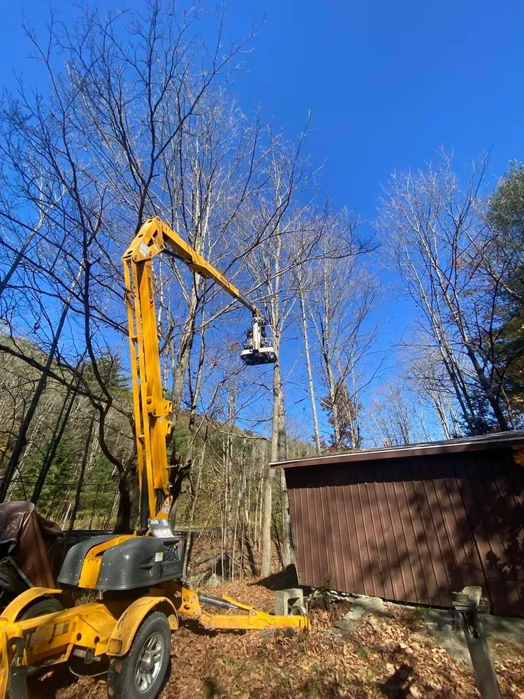 Tree Trimming for Licensed to Cut Tree Service in Athens, PA