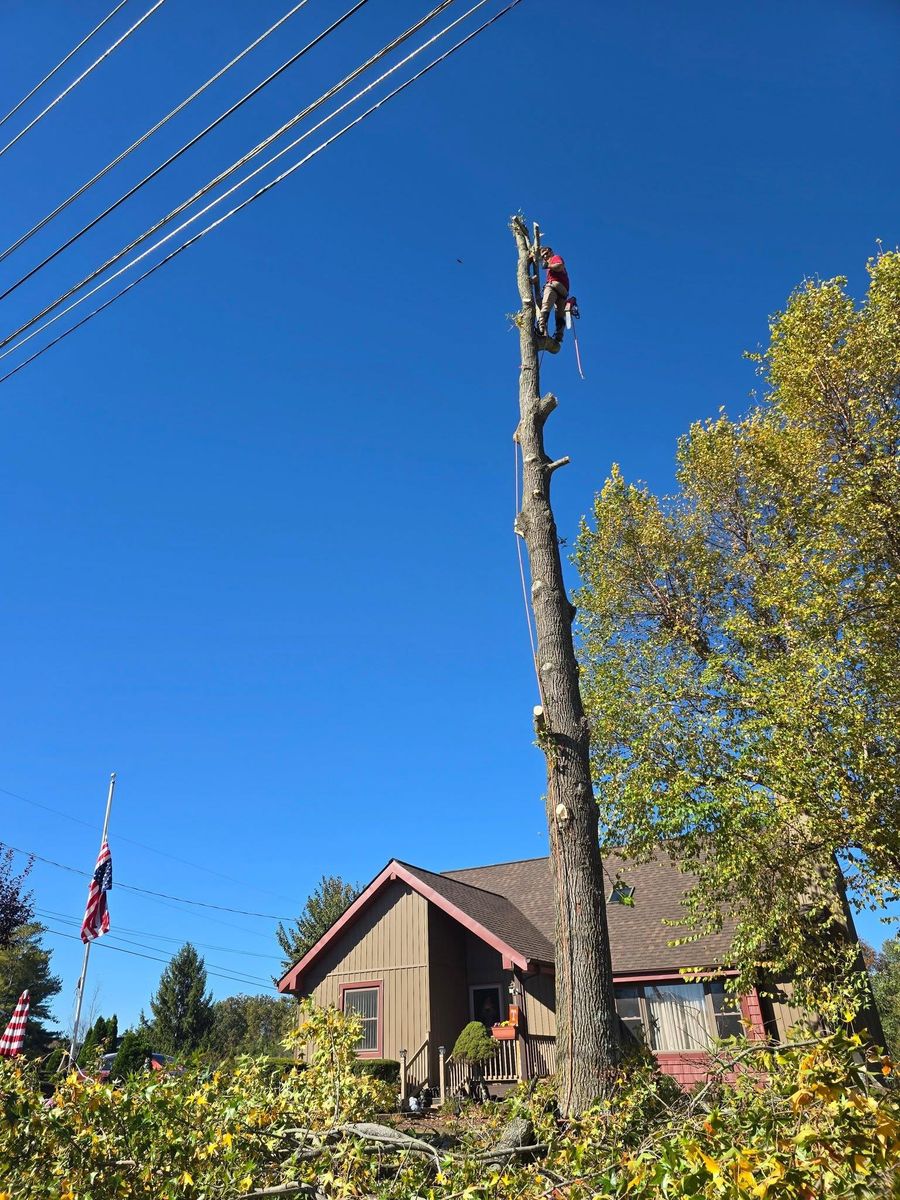 Property clean up for M&L Lumber and Excavating in Jonesborough, TN