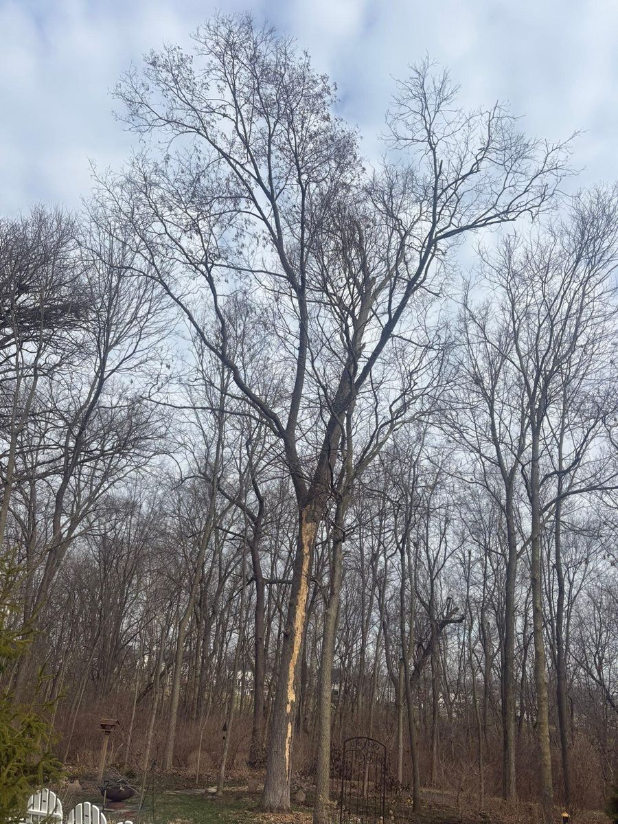 Tree Trimming for Dig-It Tree Company in Mason, OH