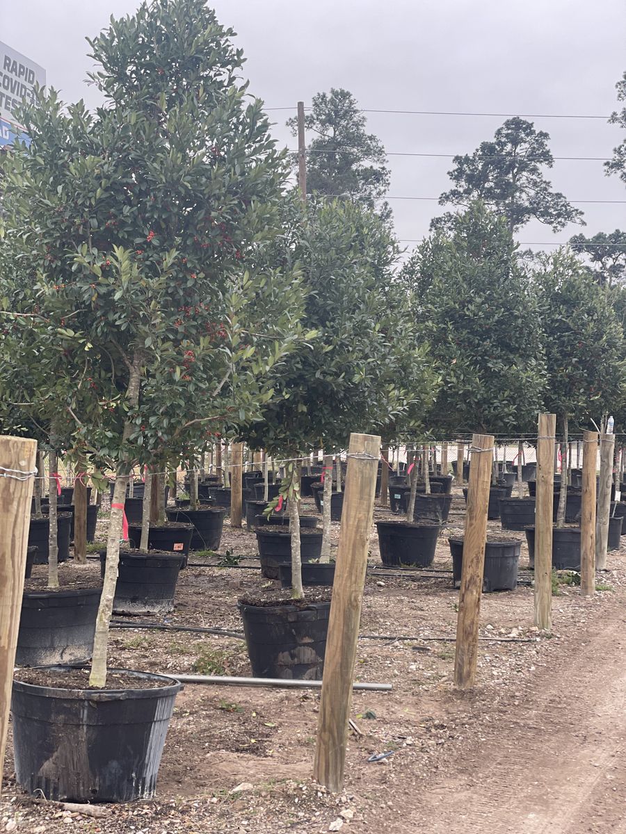 Landscape Installation for Atlas Land Design in Creekside Park, TX