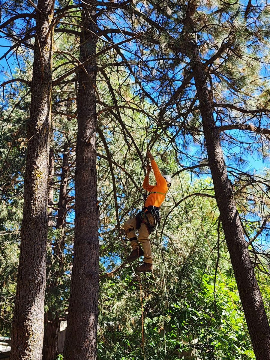 Tree Removal for The Tree Fairy in Temecula, CA