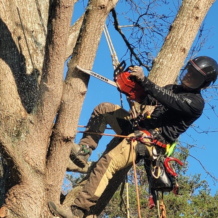 Tree Trimming for Settle Tree Services in Knoxville, TN