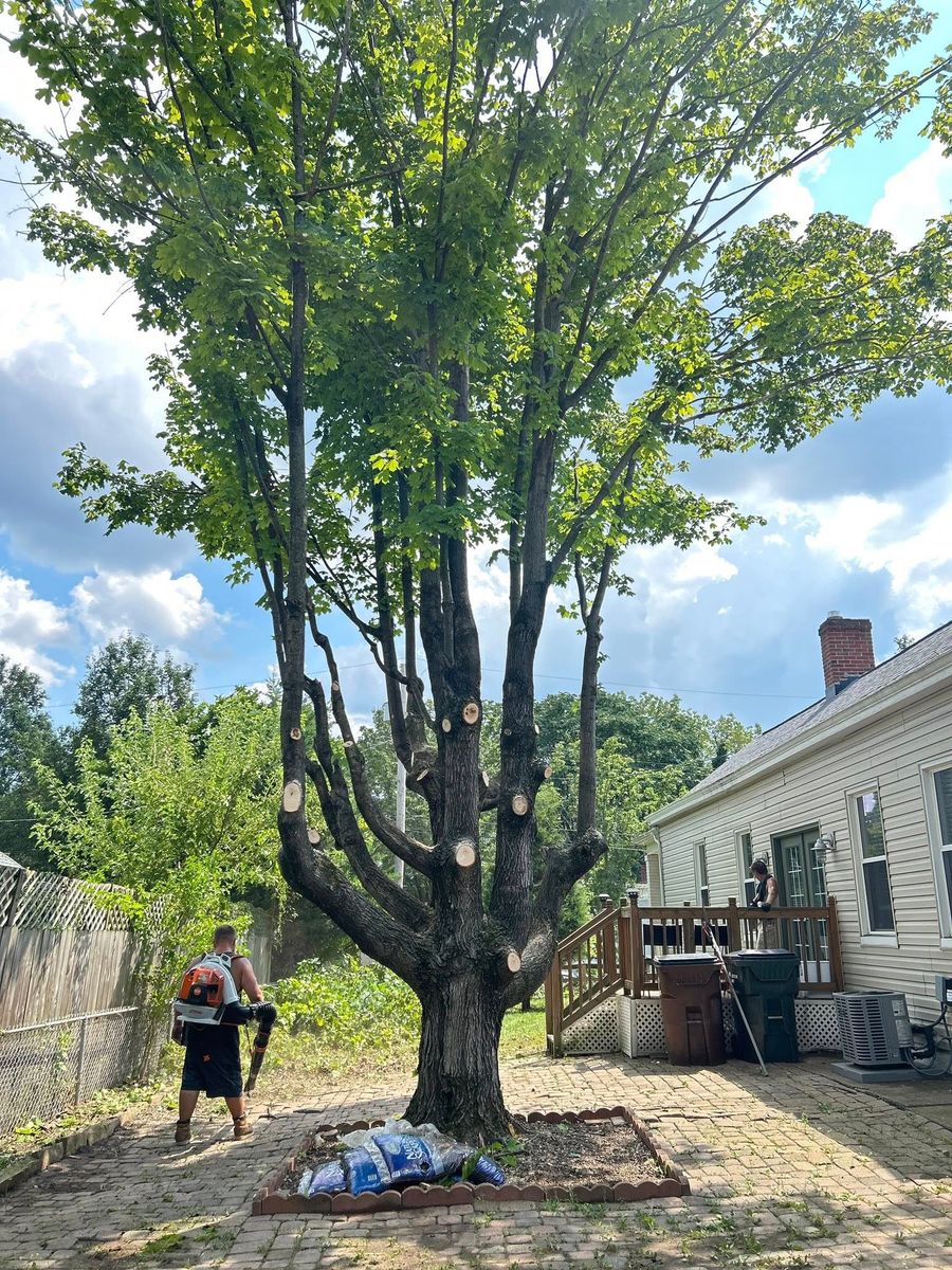 Tree Removal for Terra Steel Creations in Independence, KY