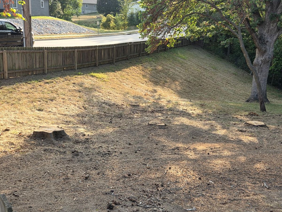 Tree Removal for Lawn Ranger Yard And Tree Service LLC in Ottumwa, IA