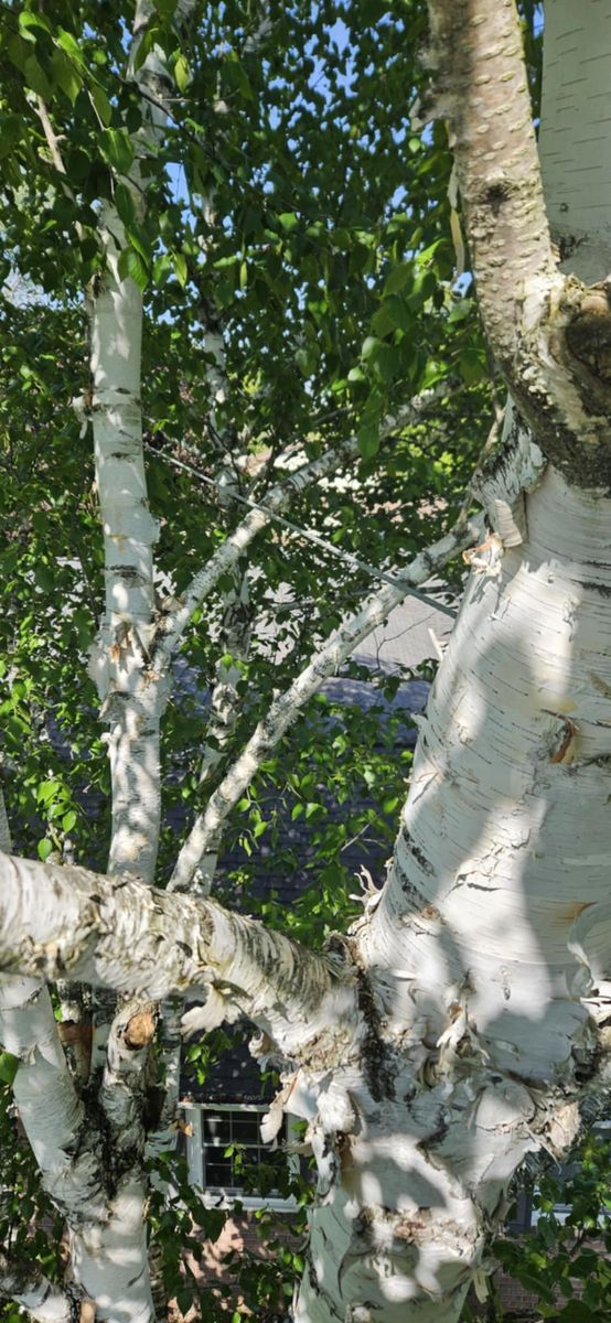 Cabling & Bracing & Cobra Systems for Highborn Tree Service in Wheatfield, IN