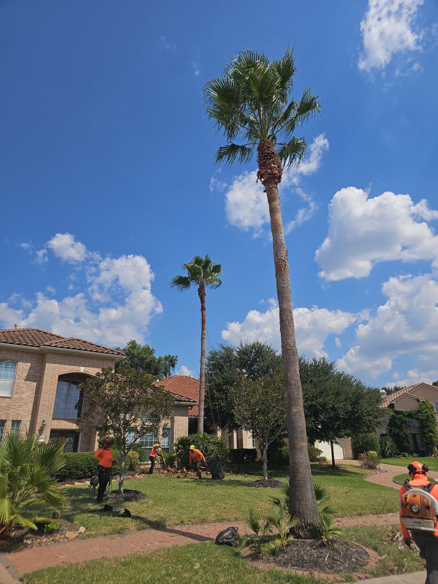 Tree Trimming for Servin's Tree Care  in Houston, TX