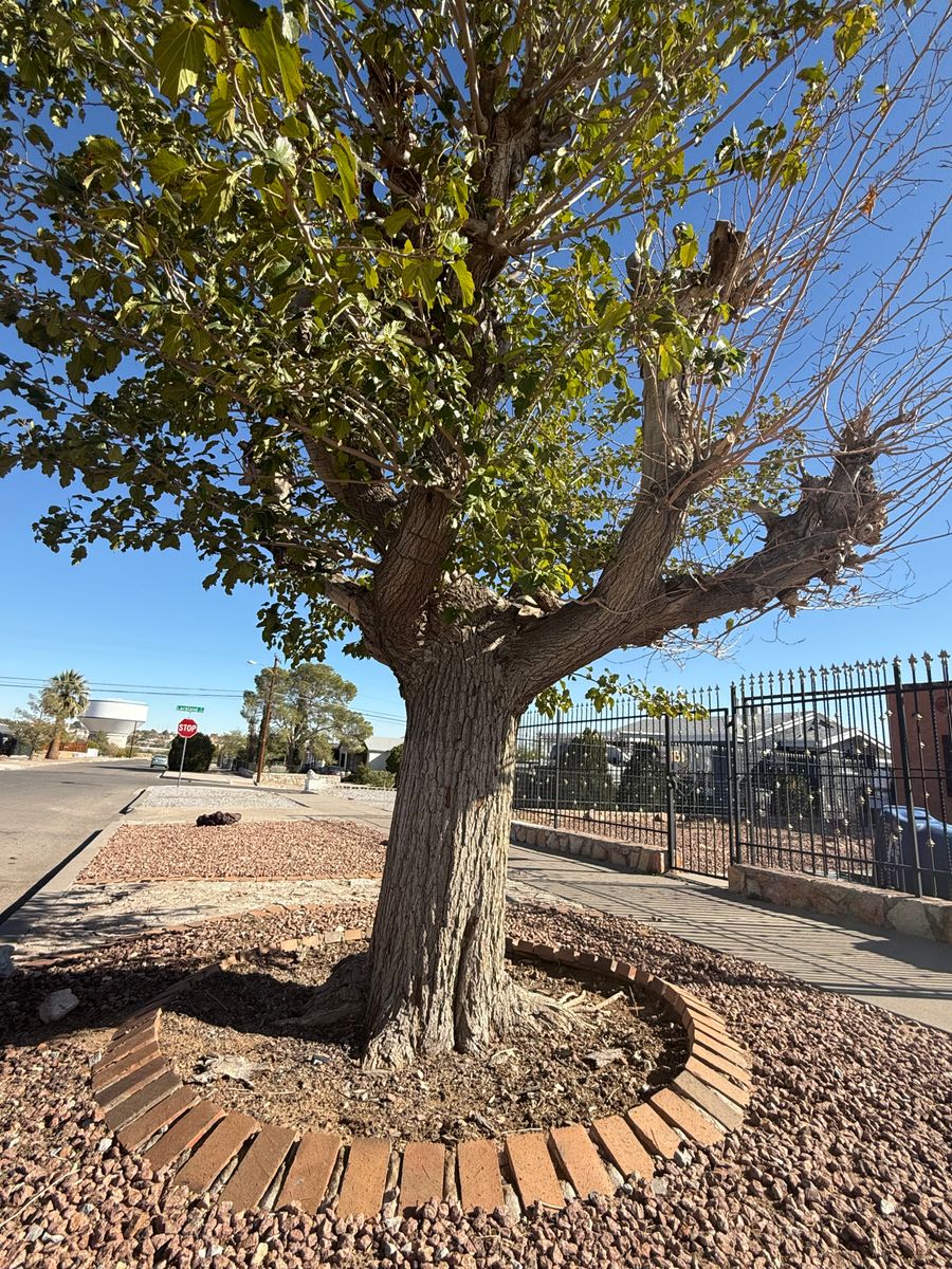 Tree Removal for Oasis Landscaping LLC in El Paso, TX