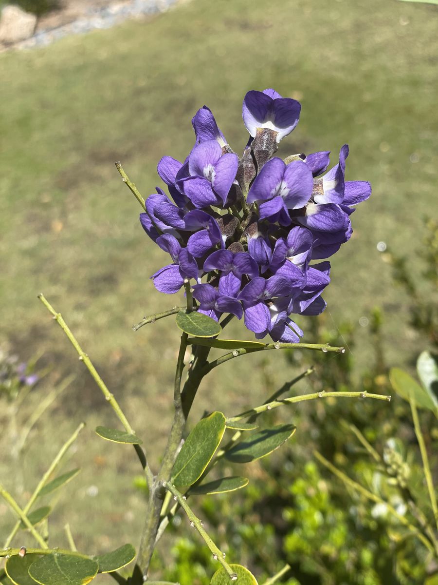 Landscape Installation for Atlas Land Design in Creekside Park, TX