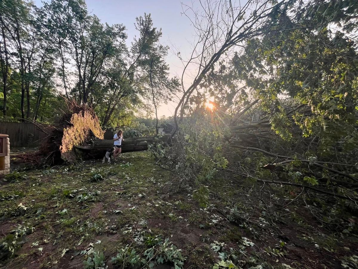 Tree Trimming & Removal for JM Lawn and Landscape in Bella Vista, AR