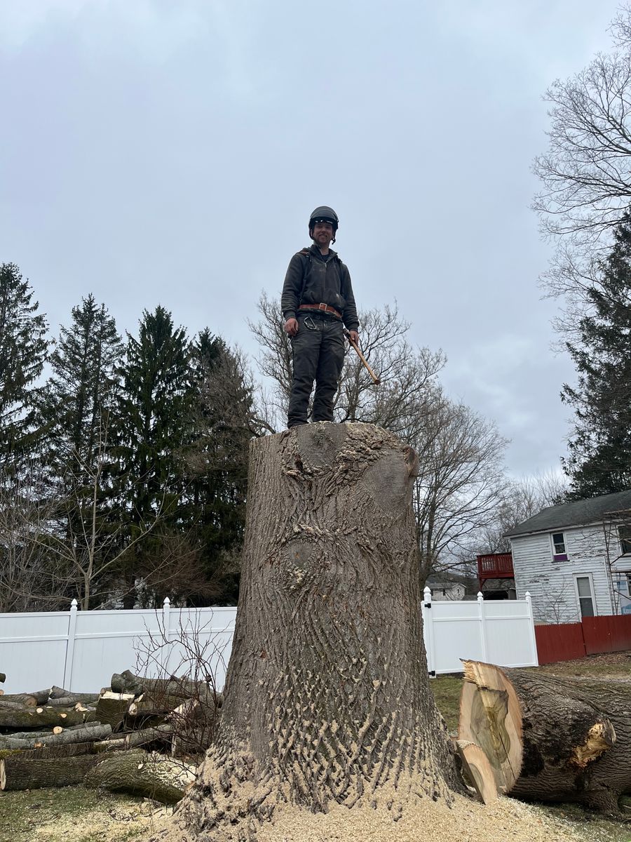 Tree Removal for Licensed to Cut Tree Service in Athens, PA