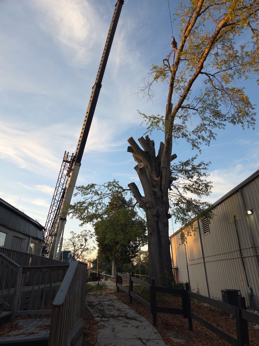 Tree Removal for Trees Unlimited of the CSRA in Augusta, GA
