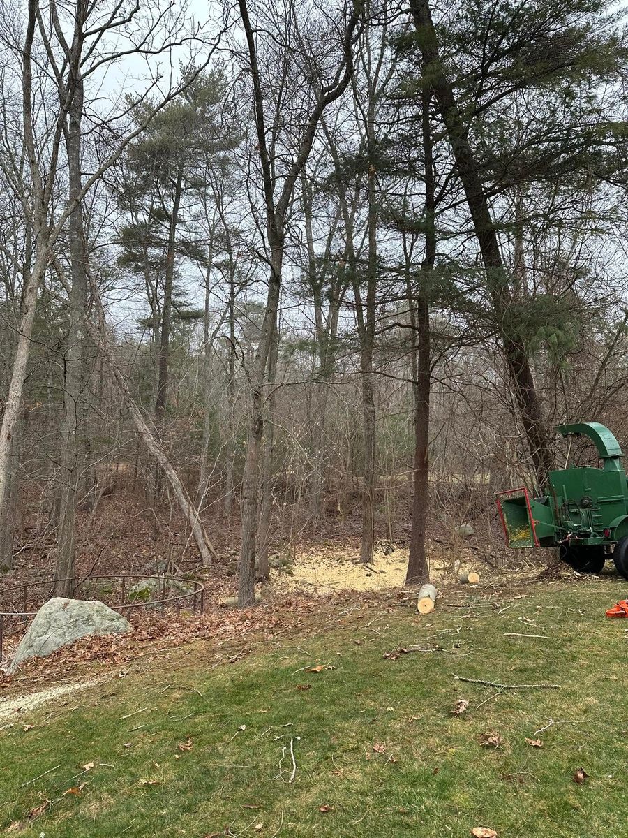 Stump Removal for Silver City Tree and Landscape in Taunton, MA
