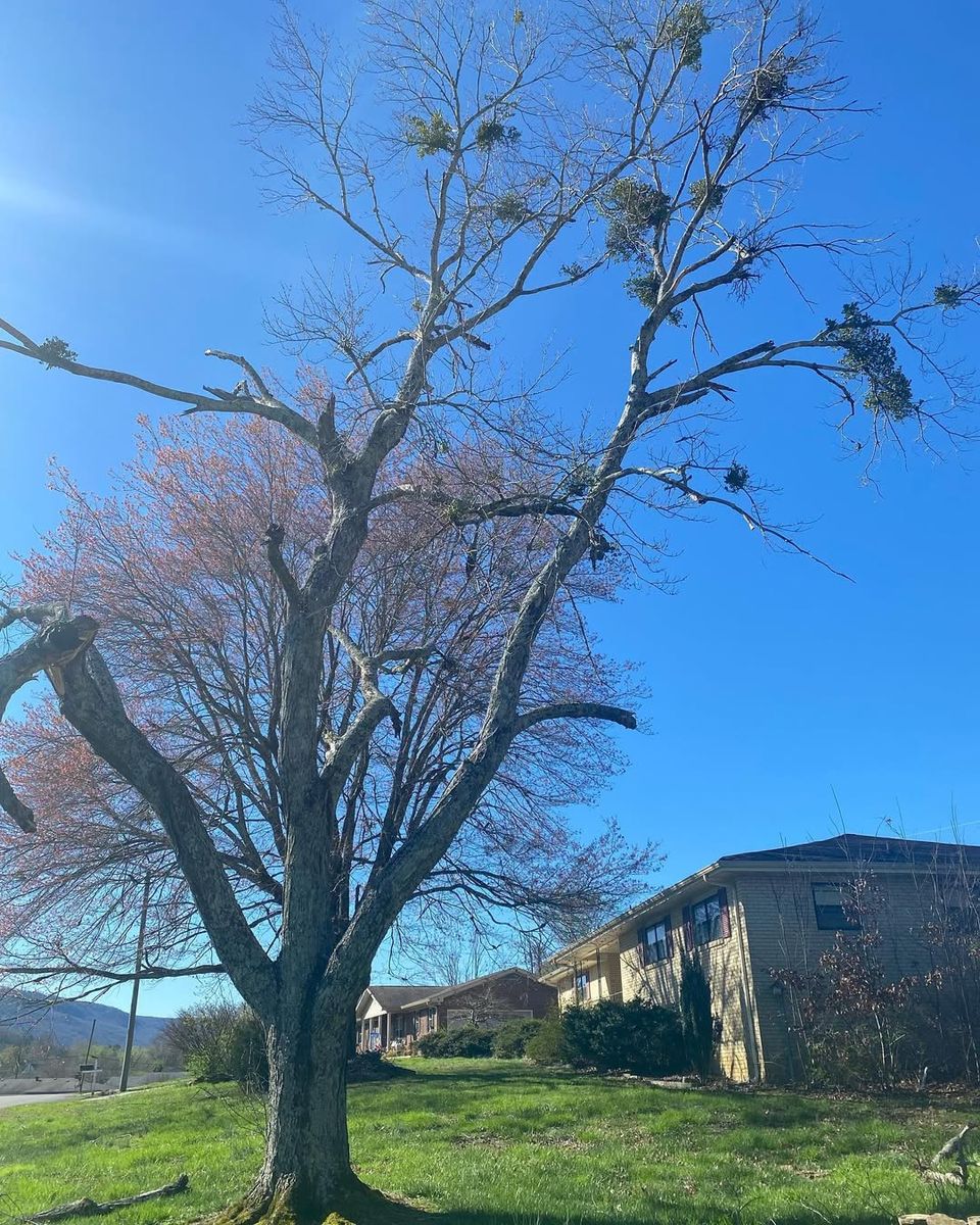 Tree Trimming for Revival Tree Management in Chattanooga, TN