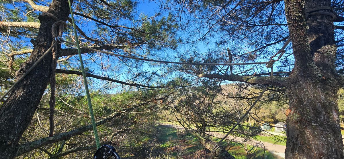Tree Trimming for George Staddan's Professional Tree Care in Placerville, CA