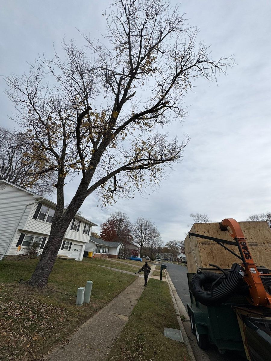 Shrub Trimming for Silburn Lawn & Landscape in Odenton, MD