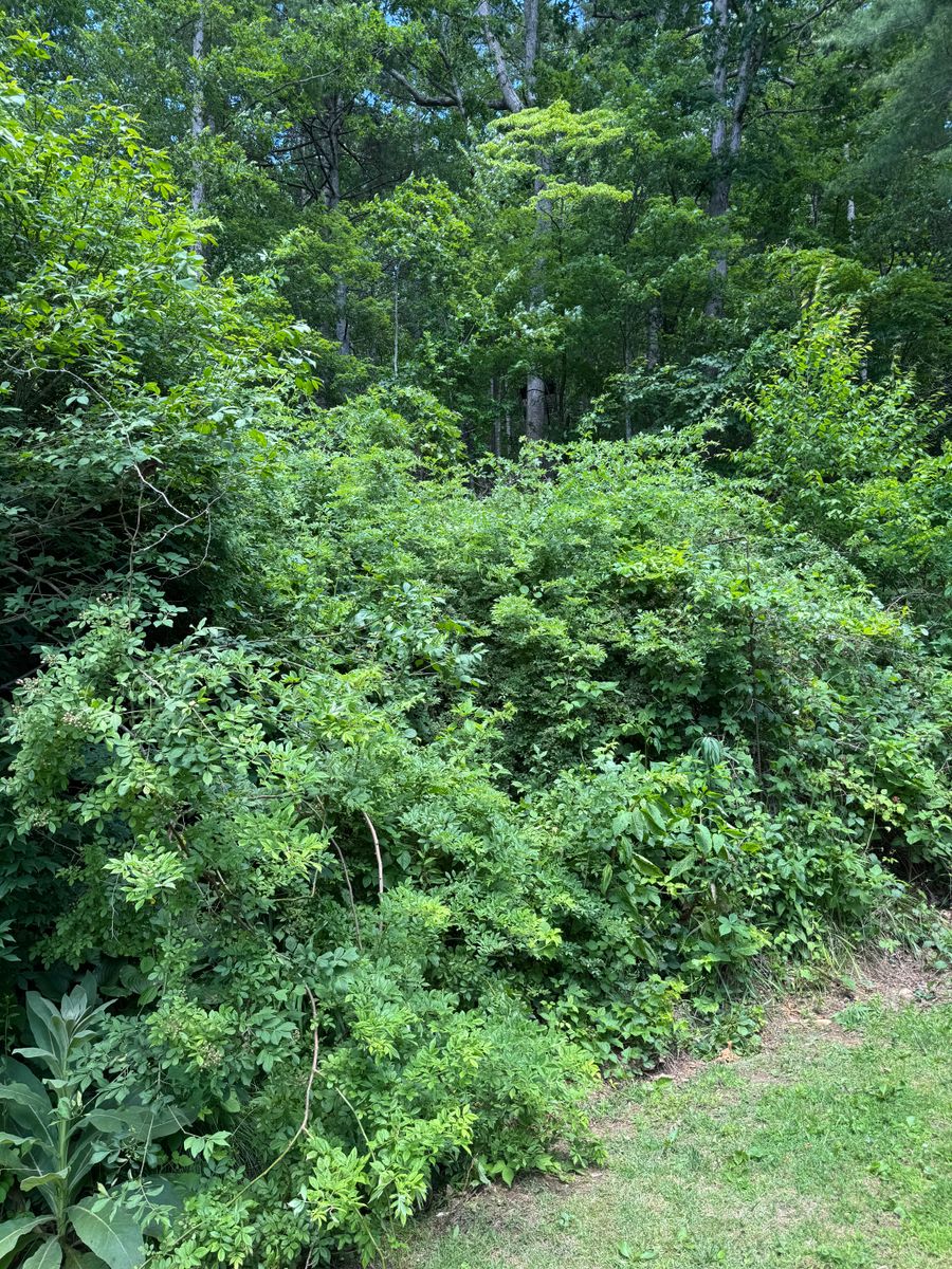 Steep Slope Mowing for Mountain Goat Land Management in Galax, VA