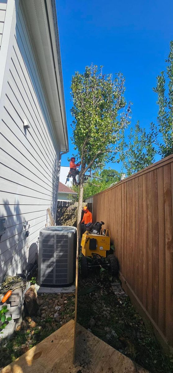 Tree Removal for Servin's Tree Care  in Houston, TX