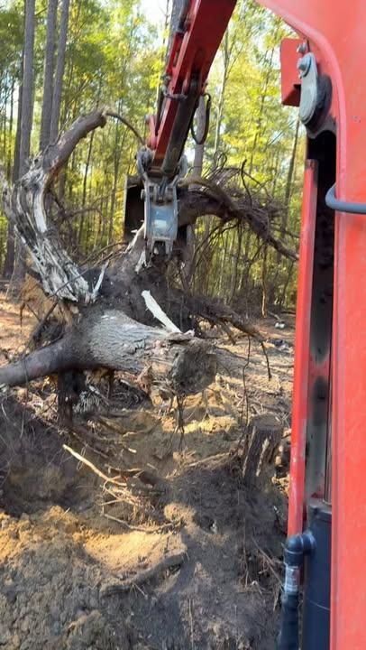 Tree for Southern Pride Development in Blythewood, SC