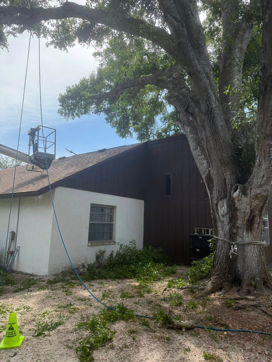 Palm Pruning for Damian’s Tree Care in Sarasota, FL