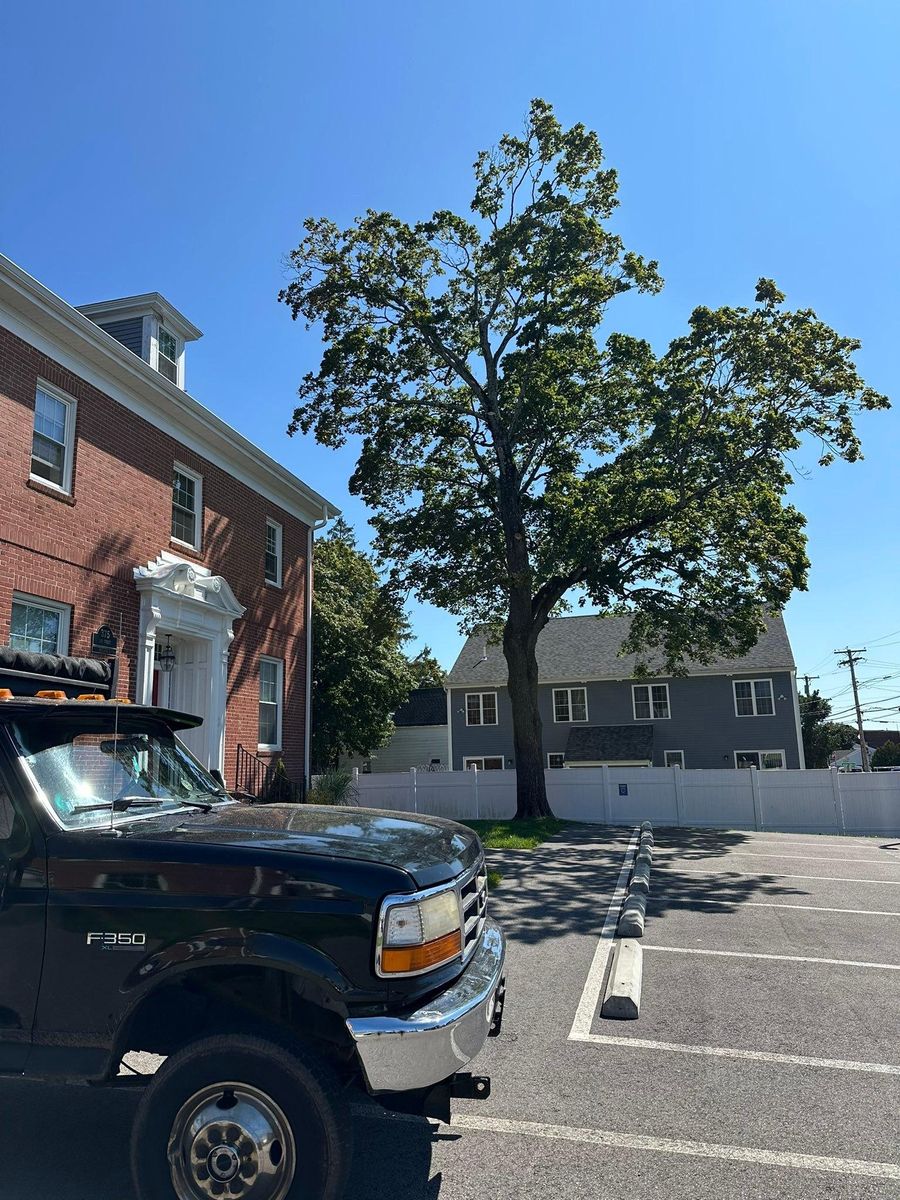 Tree Trimming for Silver City Tree and Landscape in Taunton, MA