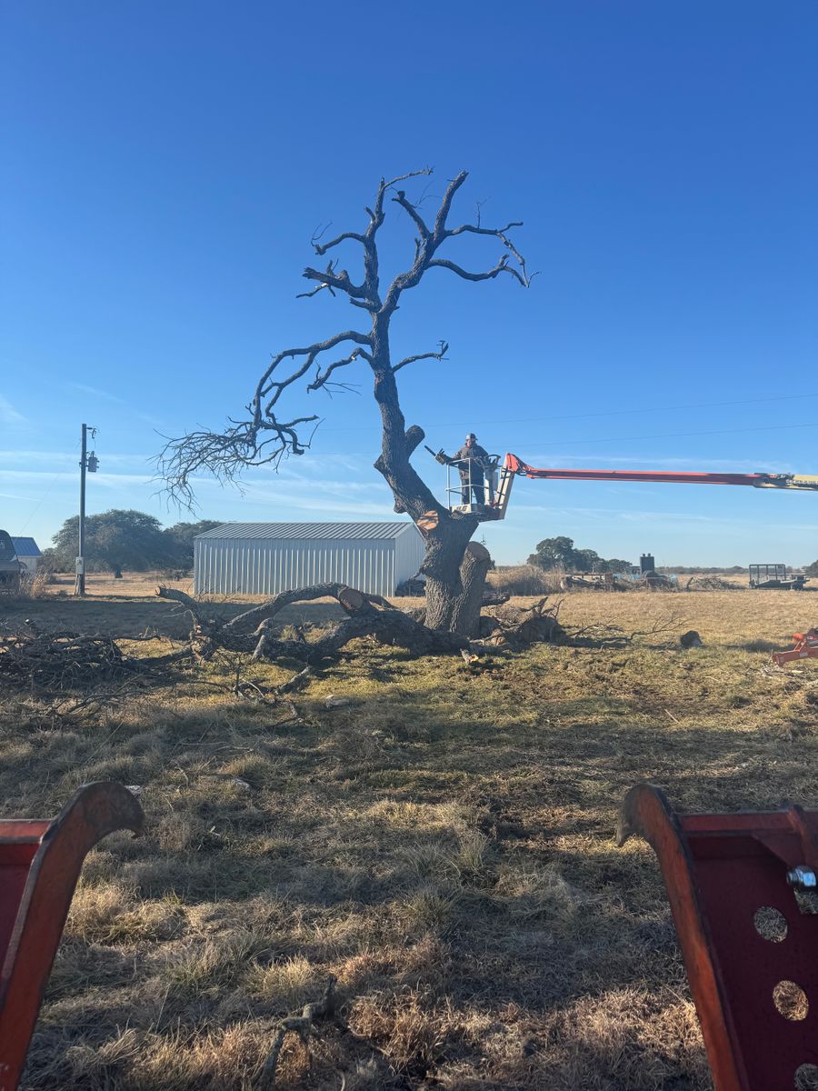 Tree Trimming for Superior Lawn and Tree in Clifton, TX