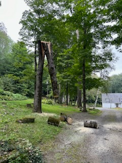 Dangerous Tree Removal for Andy Naylor Excavation in Johnson, VT
