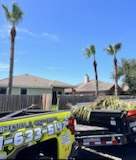 Tree Trimming for Johnnys Pro Cutters in Corpus Christi, TX