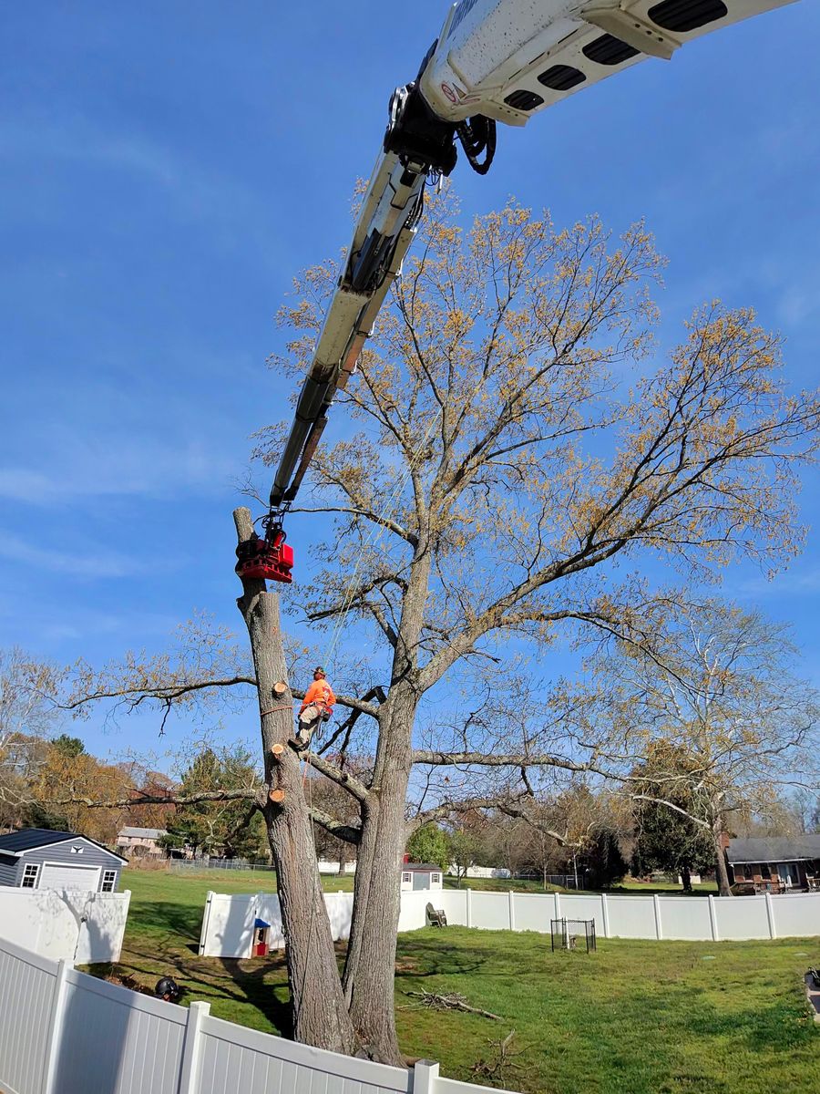 Tree Removal for Darbie's Tree Service in Newburg,  MD
