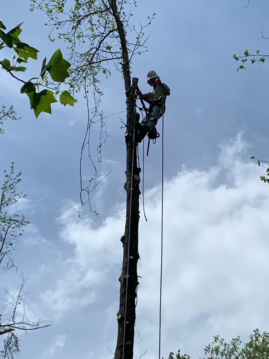 Tree Trimming for SEALY TREE and LAWN in Cleveland, TN