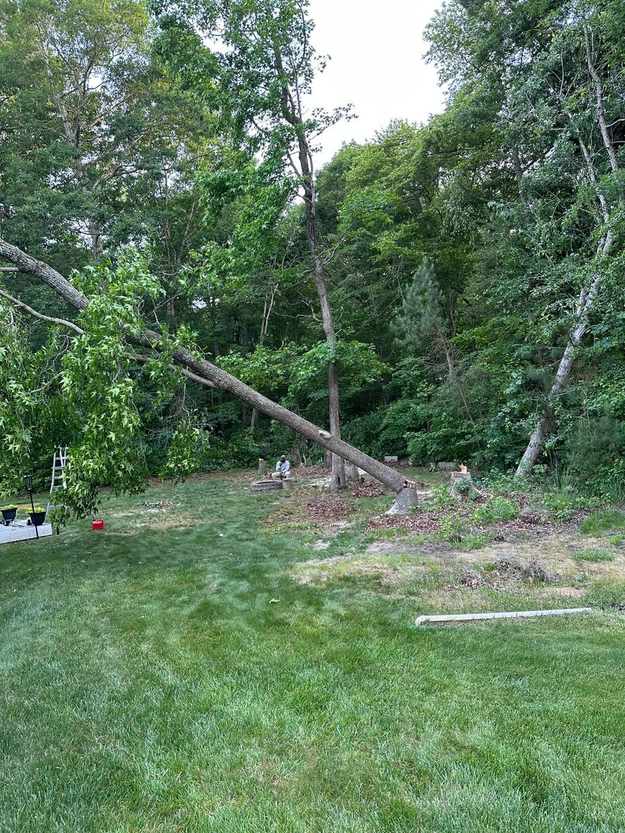 Tree Removal for Loockerman's Tree and Stump Removal in Dover, DE