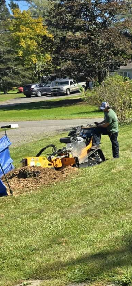 Stump Removal for Jills Stump Grinding and Firewood in Shelton, CT