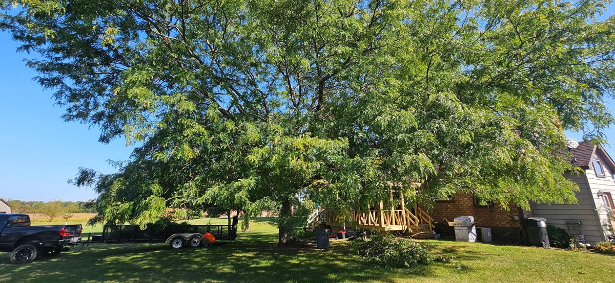 Tree Removal for Highborn Tree Service in Wheatfield, IN