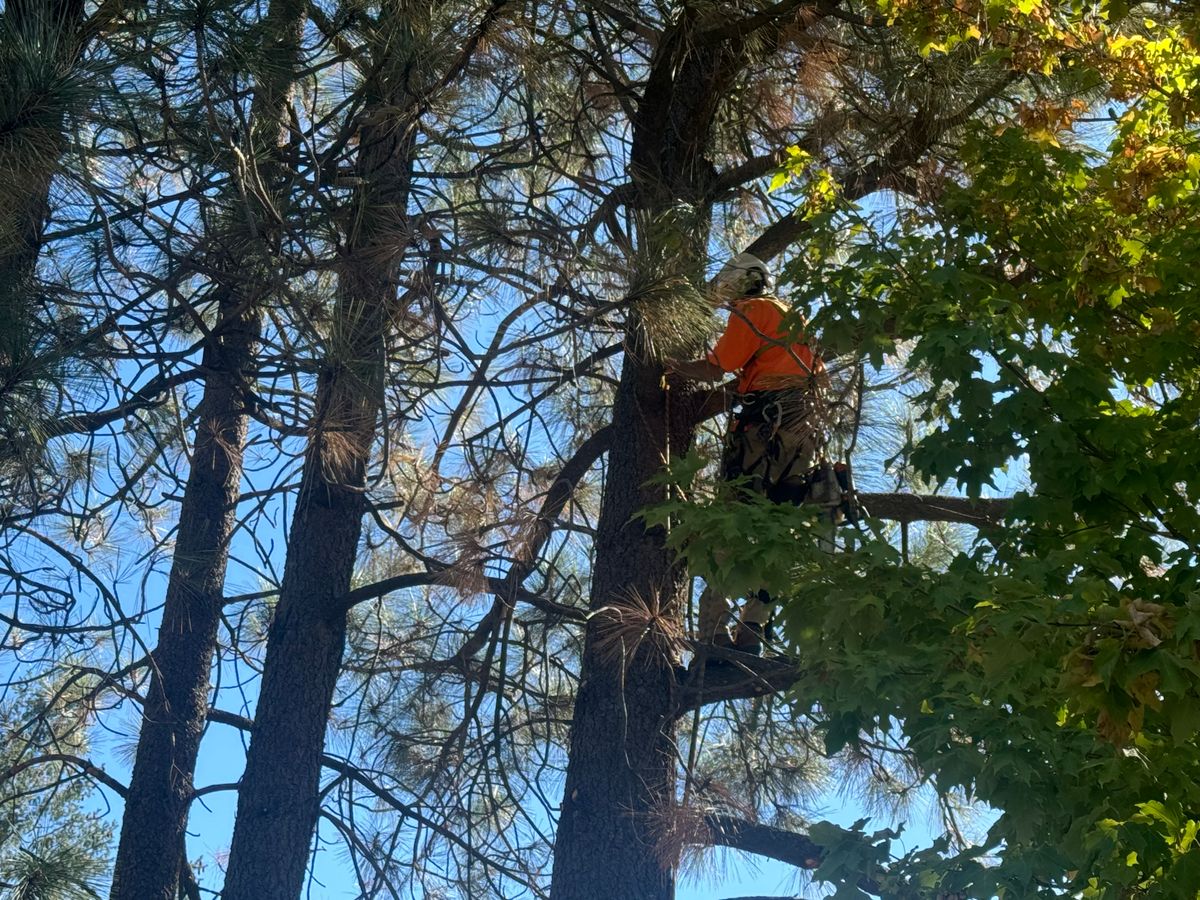 Fruit Tree Pruning for The Tree Fairy in Temecula, CA