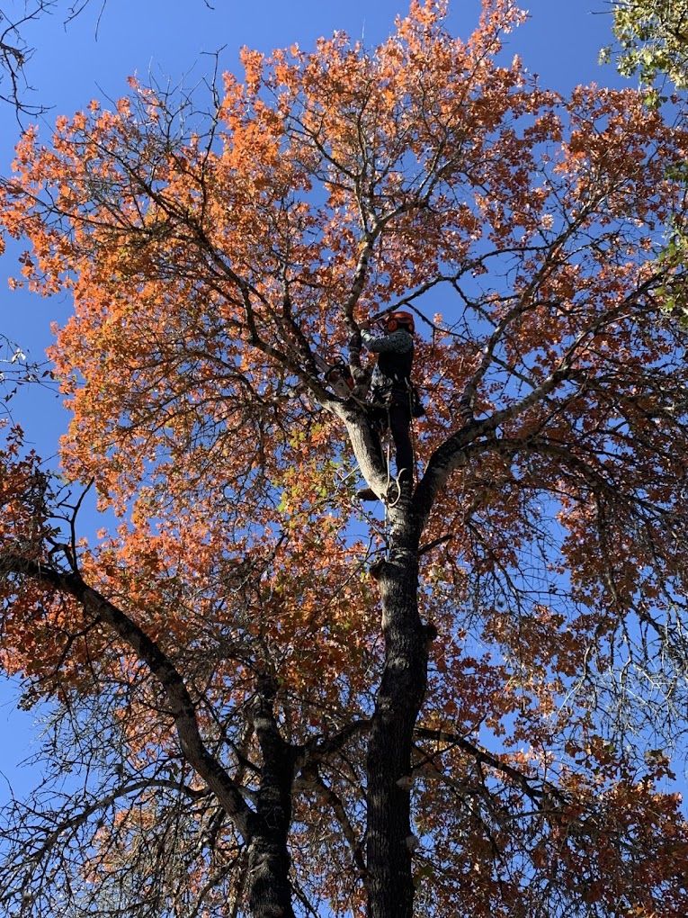  Tree Trimming and Removal for Blade Runner Landscapes in Austin, TX