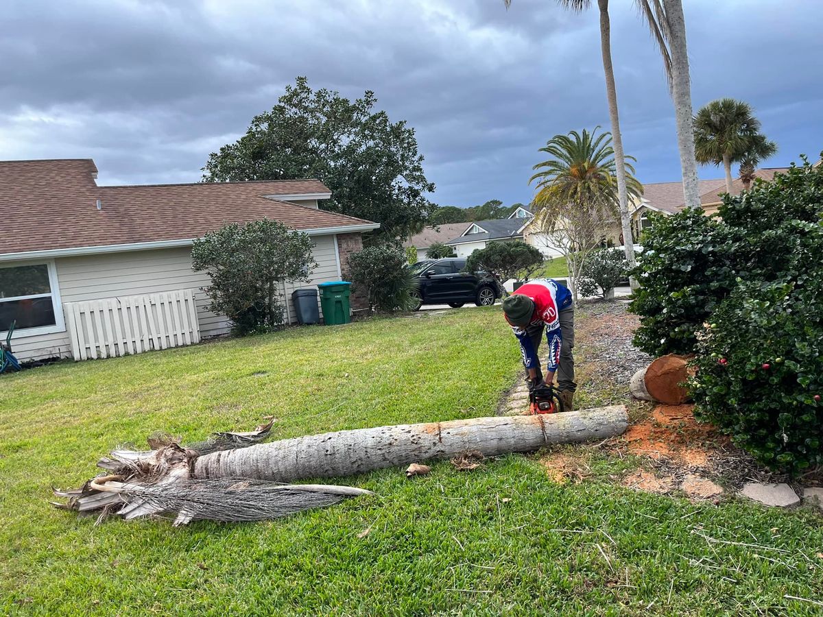 Tree Removal for Grind Time Tree Service in Daytona, FL