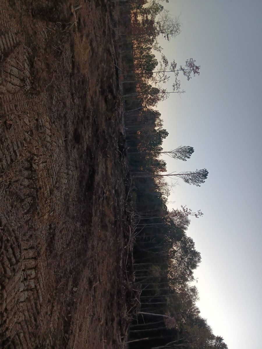 Land clearing and site preparation for Forrest Plumbing and Septic Service LLC in Summerville, GA