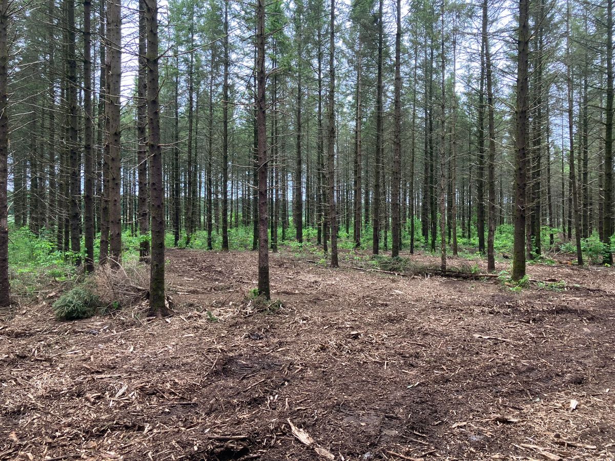 Forestry Mulching for Brush Busters in Wausau, WI