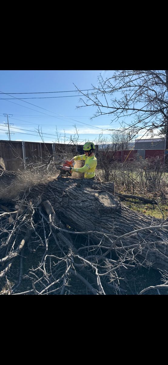 Tree Trimming for Ascension Tree Care LLC in Yakima County, WA