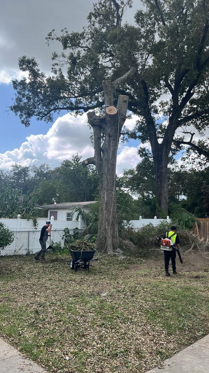 Tree Removal for All Around Guys LLC in Ocala, FL