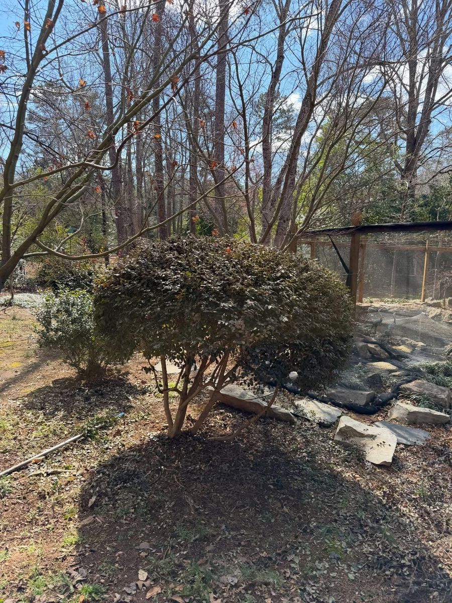 Mulching and pine needling for Holloway Yard Company in Greensboro, NC