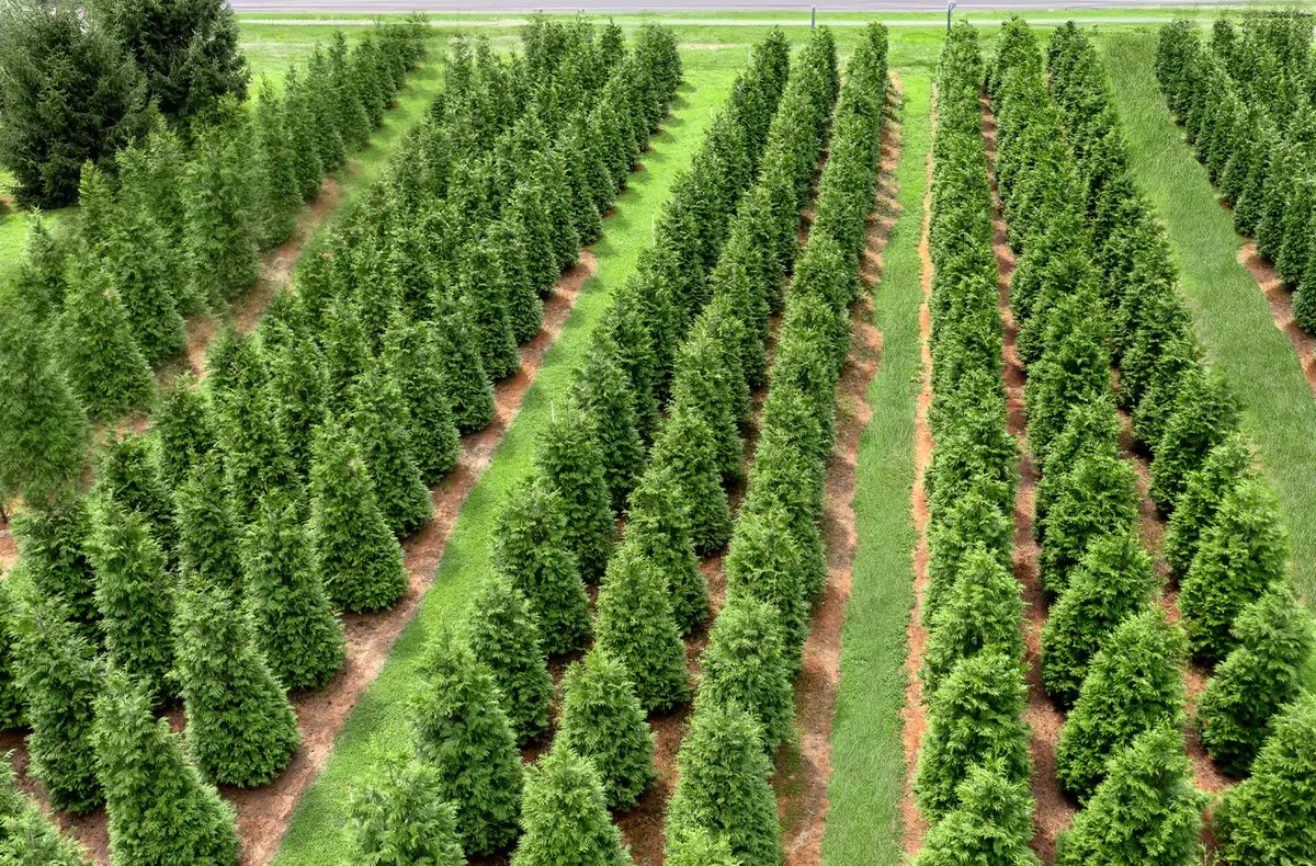 Green Giant Arborvitae Private Specimen Nursery for Total Concepts NJ in Marlboro, NJ