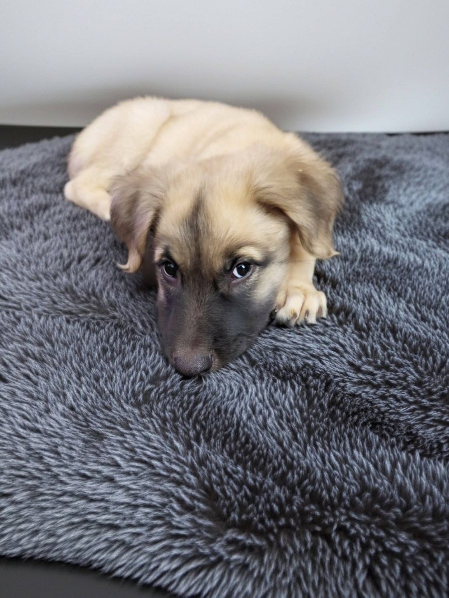 Animal Sanctuary for Sullivan Sanctuary of Maine in Brunswick, ME