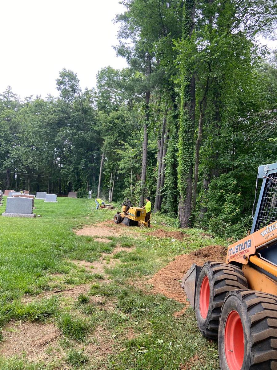 Stump Removal for Dextre Tree Service in West Hartford, CT